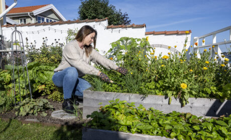 Plantera på hösten