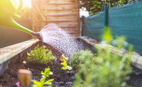 Odla och plantera vattensmart!